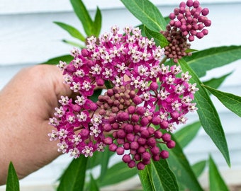 Swamp Milkweed Seeds (Asclepias incarnata)