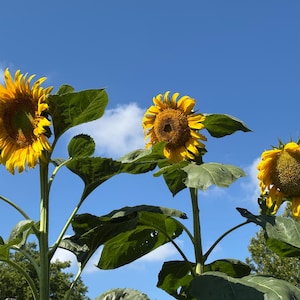 Graines de tournesol géant de Mongolie – Variété ancienne