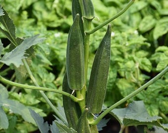 Clemson Spineless Okra Seeds (Abelmoschus esculentus)
