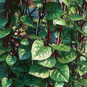 Red Malabar Spinach Seeds (Basella alba ‘Rubra’)