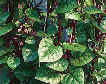 Red Malabar Spinach Seeds (Basella alba ‘Rubra’)