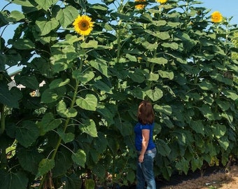 Graines de Mammouth Tournesol (Greystripe)