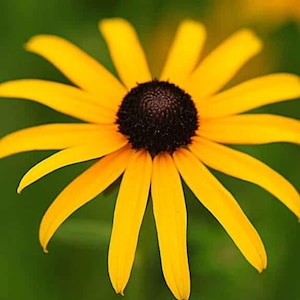 Nasiona Rudbeckia hirta (Rudbeckia hirta)