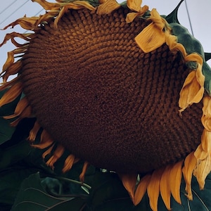 Peut inclure: Gros plan sur une tête de tournesol mûre. Le centre est brun foncé, rempli de graines, entouré de pétales jaunes fanés et tombants. Des feuilles vertes encadrent la fleur, avec un ciel pâle en arrière-plan. Thème botanique naturel.