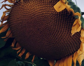 Mongoolse reuzenzonnebloemzaden – erfstuk