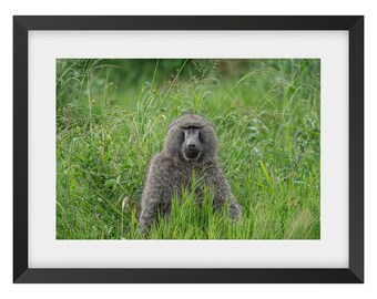 Baboon Fine Art Print