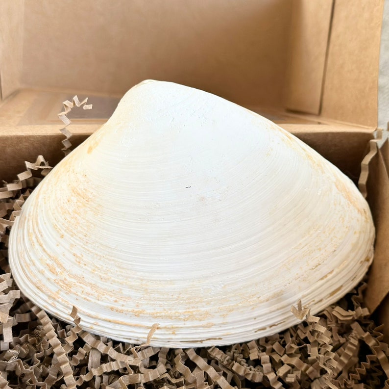 Back of Shell. Picture inside a large clam shell and it comes with a stand. Choose the shell and stand or buy a gift set that comes with two oyster trinket dishes, the custom photo shell, and the stand.