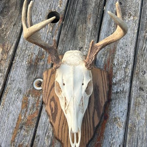 European Mount Plaque