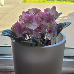 Puede incluir: Una planta de violeta africana en maceta con flores de color púrpura claro y hojas de color verde oscuro. La planta está en una maceta blanca de estilo moderno con un soporte a juego. La maceta está sobre una superficie de madera cerca de una ventana.