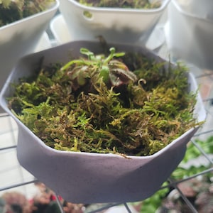 Puede incluir: Una maceta hexagonal de color morado con musgo verde y una pequeña planta verde creciendo en ella. La maceta está sentada en un estante de metal.