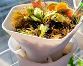10 inch pots for plants with drainage Succulent Pots with Drainage 10 inch