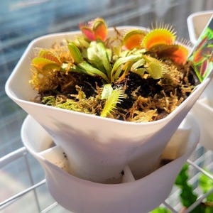 Köttätande självvattnande kruka