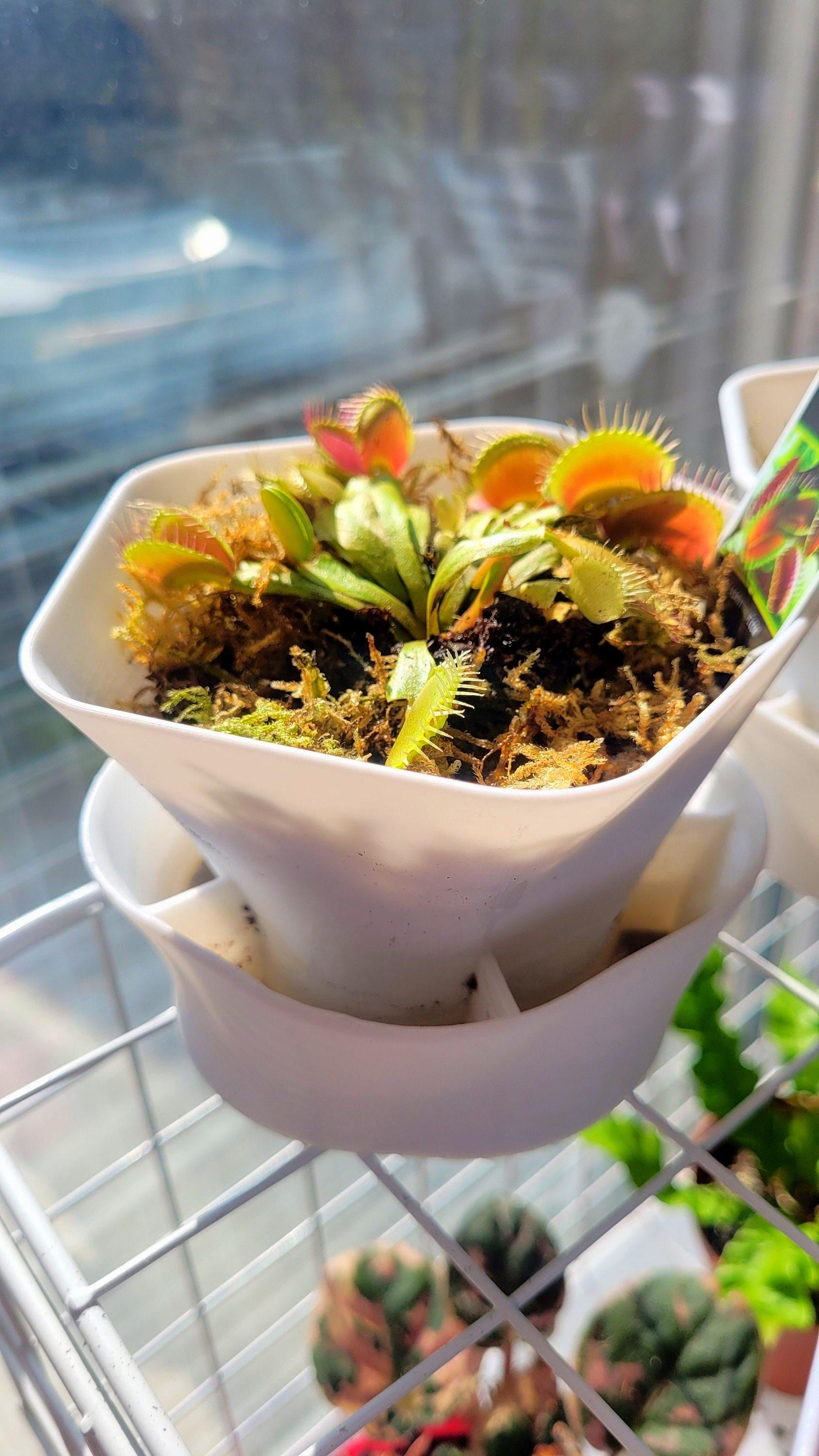 Carnivorous Self-watering Planter - Etsy