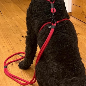 Könnte beinhalten: Ein schwarzer Hund mit einem roten Geschirr und einer Leine. Das Geschirr hat einen schwarzen Verschluss und ist mit einer passenden roten Leine verbunden. Der Hund sitzt auf einem Holzboden.