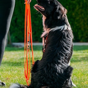 Pode incluir: Uma trela para cão comprida de cor laranja brilhante, feita de um material plano e flexível, com um mosquetão de metal prateado e ferragens ajustáveis. A trela é segurada verticalmente, mostrando o seu comprimento e componentes.
