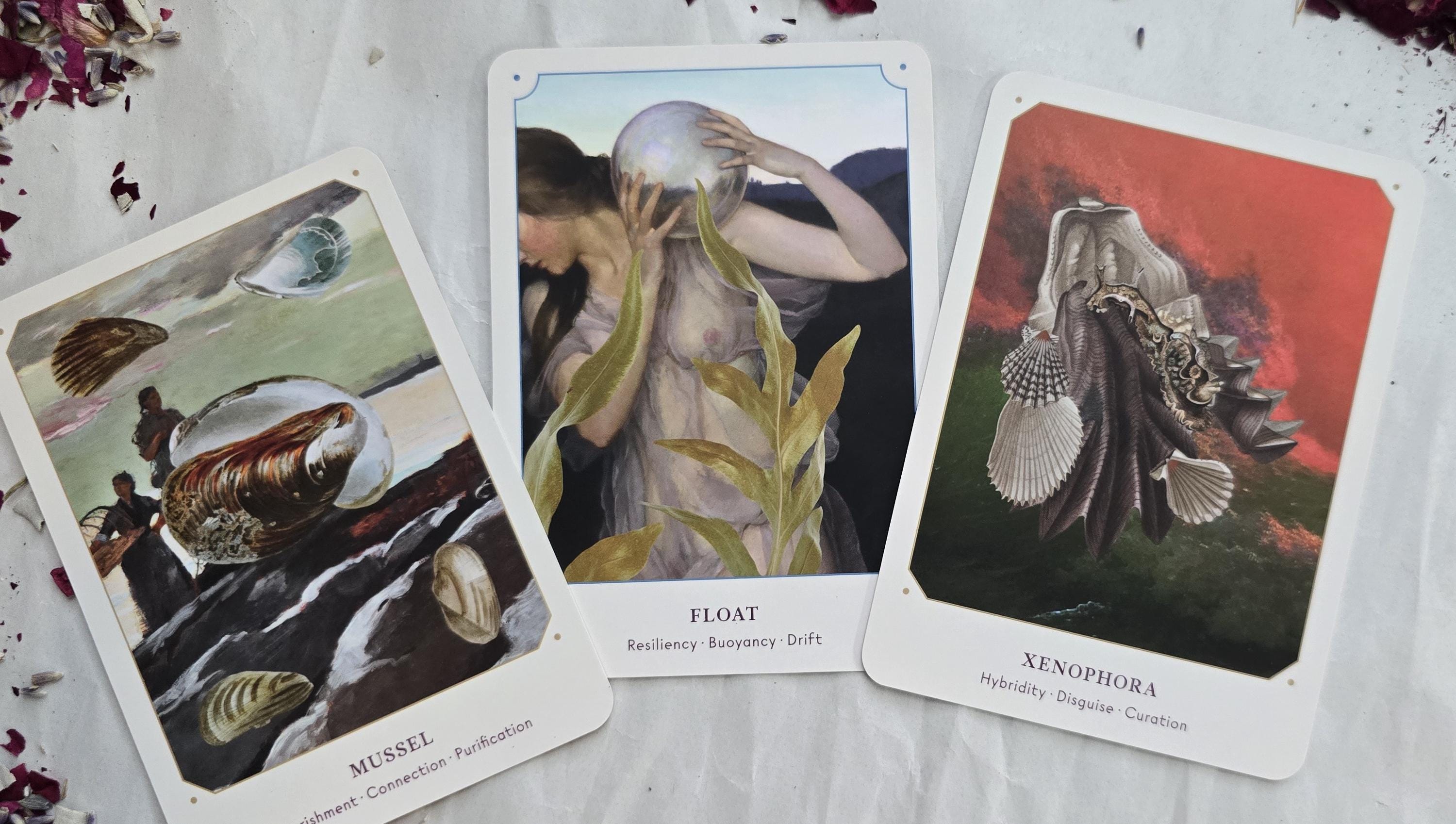 Sea Shell Oracle Pathfinder Seashell Oracle Deck - 44 Cards and Guidebook for Oceanic Divination ...