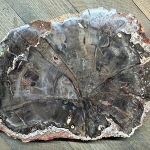 May include: A polished slice of petrified wood featuring a dark gray and brown center with visible tree ring patterns. The outer edge is rough and textured with earthy tones of tan, cream, and reddish-brown, showcasing natural mineral deposits.