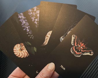 Nocturna Oracle Deck, Earth And Bone Oracle, Animal Oracle Deck, Gothic Oracle Deck, Mystical Gift, Indie Oracle Deck, Wiccan Guidebook