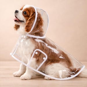 Puede incluir: Un Cavalier King Charles Spaniel con un impermeable transparente con capucha y ribete blanco. El perro es marrón y blanco, sentado sobre una superficie de madera clara.