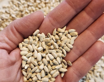 Safflower Seed for Parrots and Pet Birds, Natural Bird Treat and Foraging Seed, Cockatiel, Conure, seed lovers, gerbils, hamsters, mice, rat