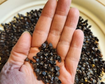 Buckwheat for Parrots and Small Pets, Natural Foraging & Training Treat, Bird Enrichment Food, mouse, rat, hamster, gerbil