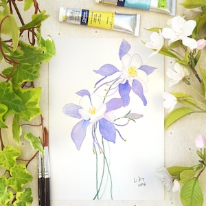 origineel schilderij, paarse akelei, aquilegia, bloemschilderij, botanisch schilderij, bloemenschilderij, aquarel, botanische illustratie,