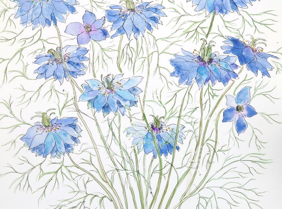ニゲラの花のオリジナル水彩画：植物イラスト - Etsy 日本