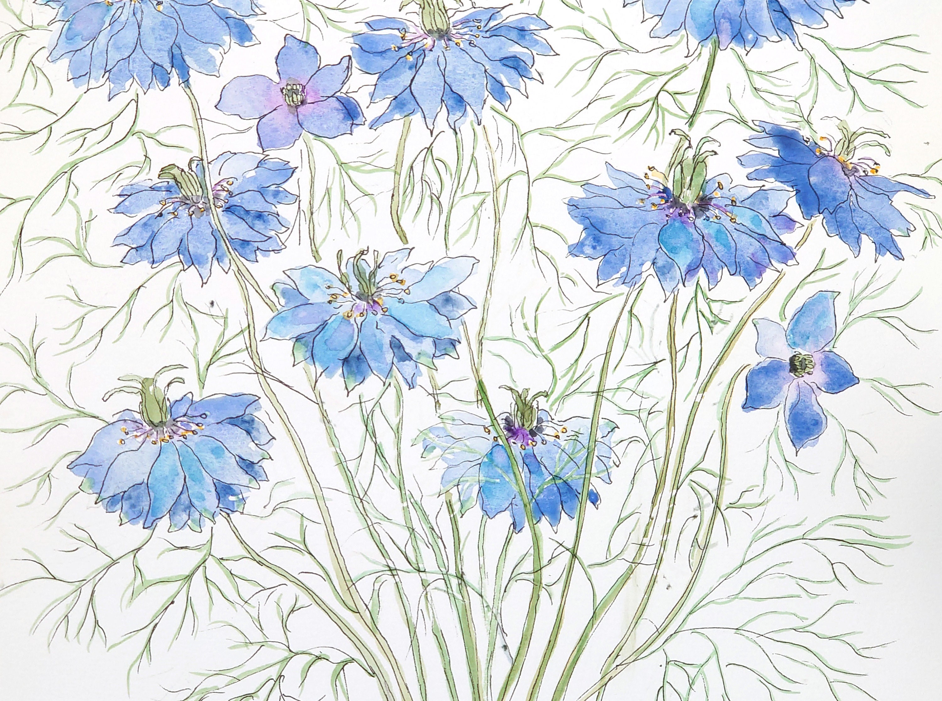 ニゲラの花のオリジナル水彩画：植物イラスト - Etsy 日本