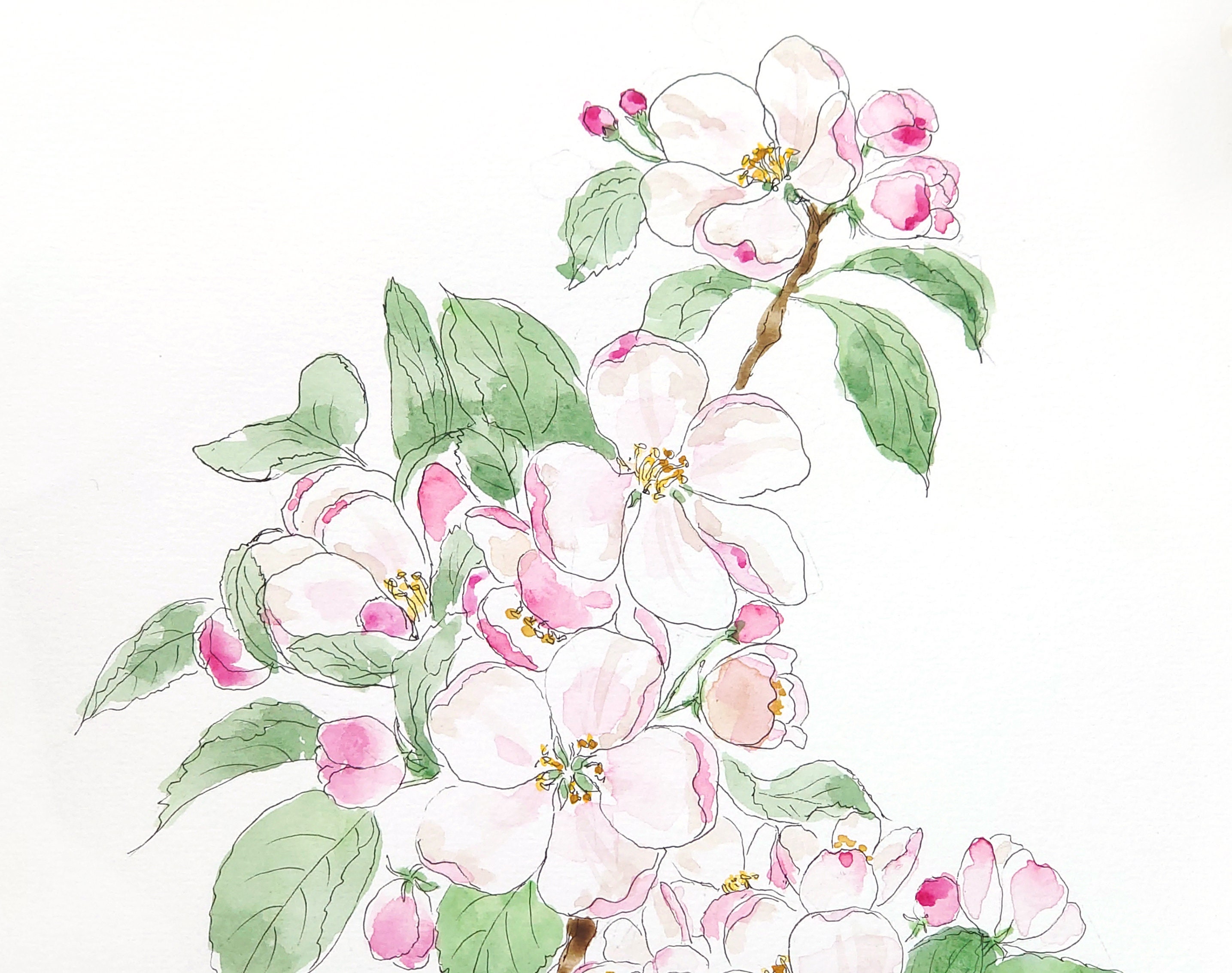 Original Pink Apple Blossom Watercolor Painting: Botanical Illustration ...