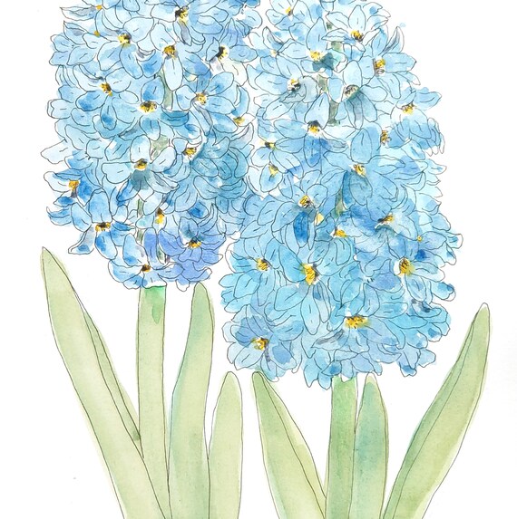 オリジナルの青いヒヤシンスの水彩画：ボタニカルフローラルアート
