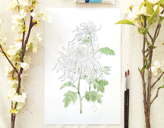 手描きのオリジナルスケッチ、白い菊の絵、インクと水彩、花の絵、植物