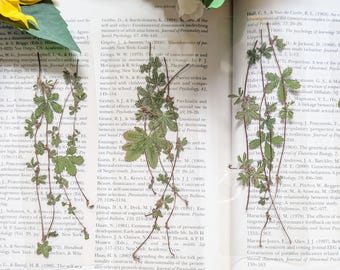 Pressed Green Leaf Bookmark: Real Climbing Vine, Readers Gift