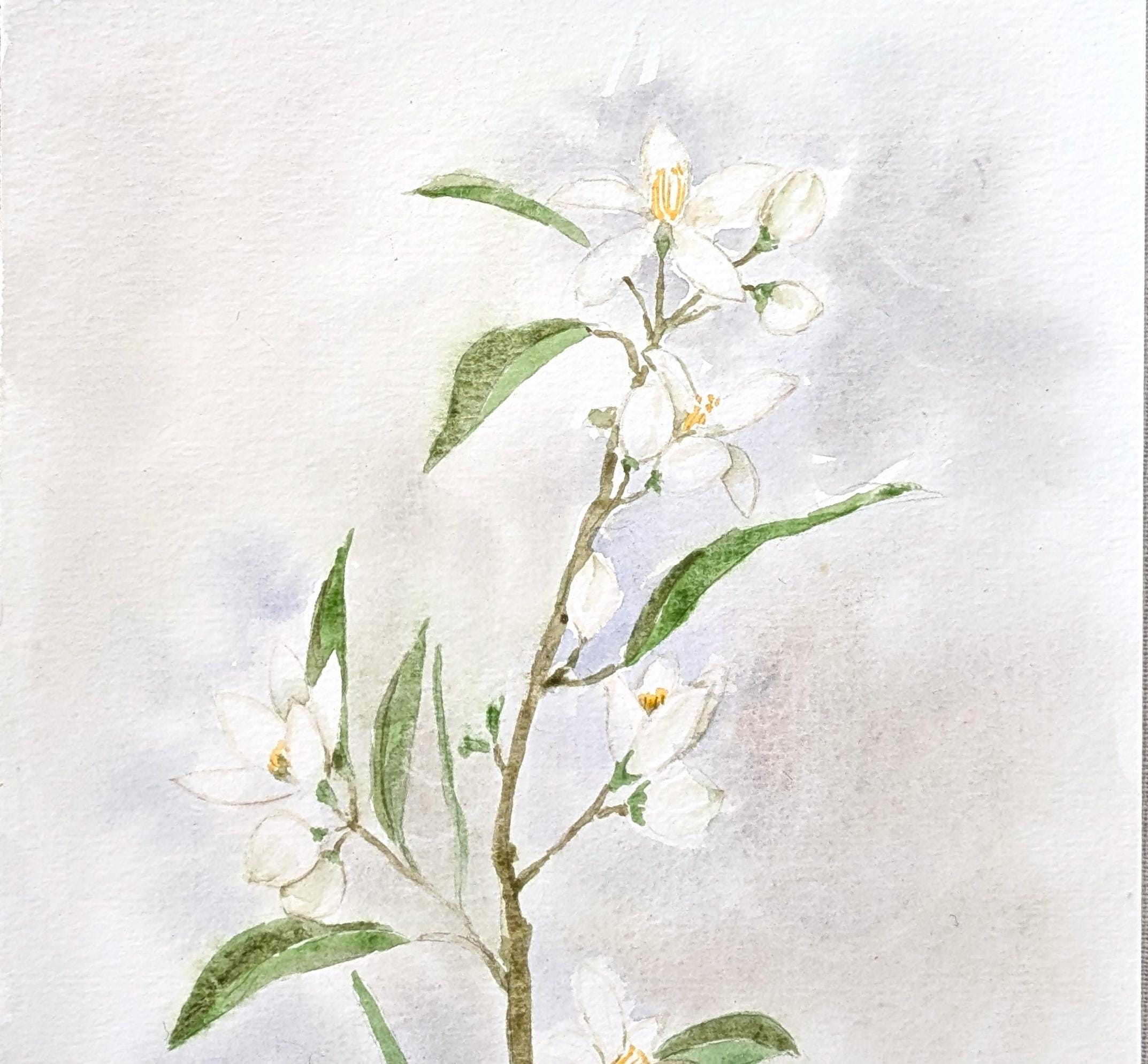 アート　白い花の水彩画 手描きの白い花の水彩画：ボタニカルアート - Etsy 日本