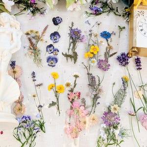 Peut inclure: Une collection de fleurs séchées pressées assorties dans diverses couleurs, notamment violet, jaune, rose et bleu, disposées en groupes verticaux sur un tissu clair, accompagnées d'une statue blanche et d'une horloge dorée.