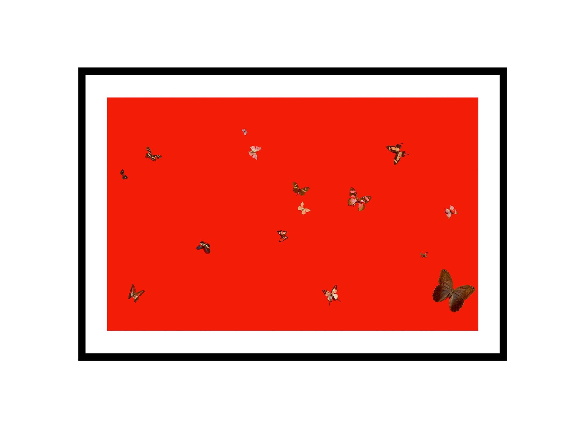 Damien hirst butterfly - Etsy 日本