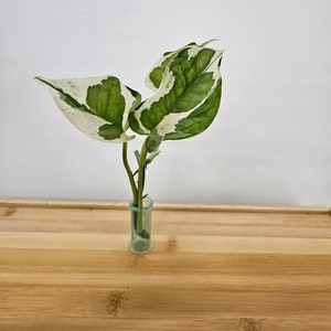 N'Joy Pothos Cutting, cutting to propagate, heat pack included