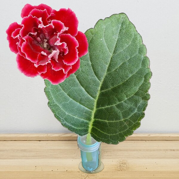 Gloxinia Cutting, Red double bloom Gloxinia live unrooted cutting to propagate, free shipping with 7 cuttings