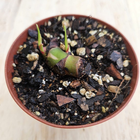 philodendron strawberry shake pflege Philodendron Erdbeerschütteln – Secret Garden Plant Shop main image 1