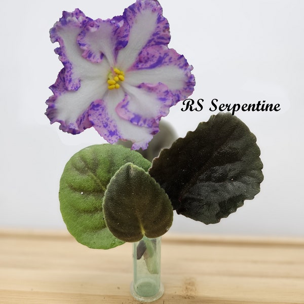 African Violet Cutting, RS Serpentine live unrooted cutting to propagate, fantasy edge,  free shipping with 7 cuttings