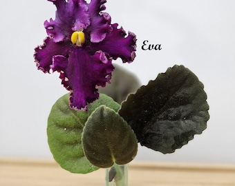 African Violet Cutting, Eva live unrooted cutting to propagate, free shipping with 7 cuttings
