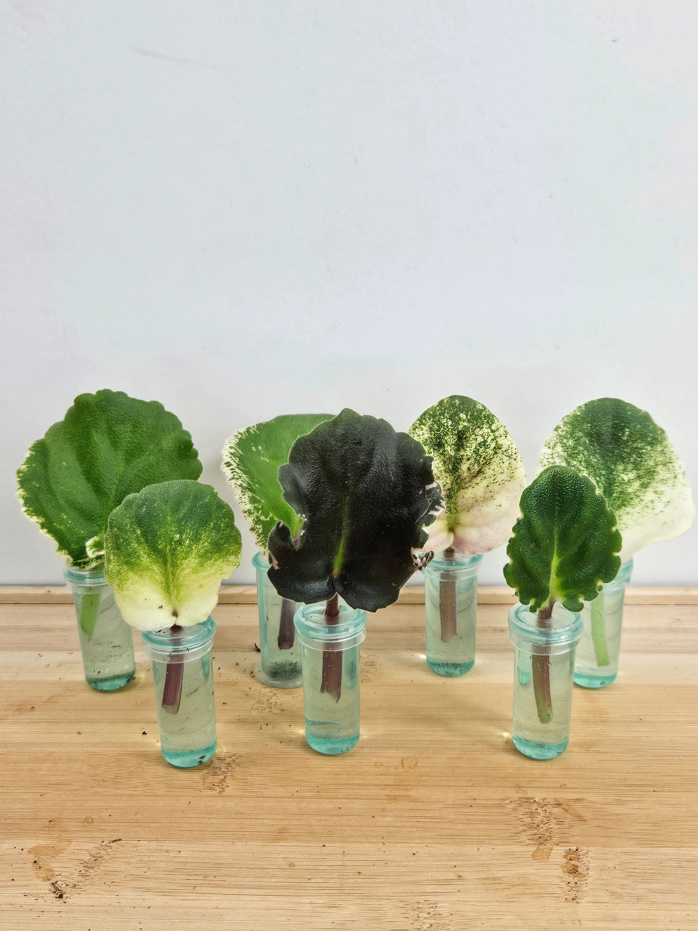 Variegated Mystery Bundle 7 African Violet Cuttings, all cutting will be tagged, live unrooted cuttings to propagate