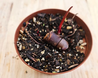 1 Pink princess Philodendron node cutting, live philodendron node with spikes