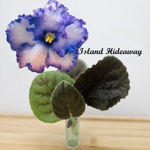 African Violet Cutting, Island Hideaway live unrooted cutting to propagate, free shipping with 7 cuttings, heat pack included