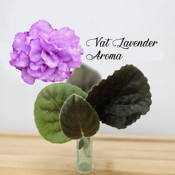 African Violet Cutting, Vat Lavender Aroma live unrooted cutting to propagate, free shipping with 7 cuttings, heat pack included