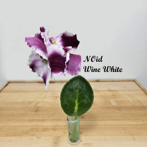 African Violet Cutting, Wine White NOid, cutting to propagate, free shipping with 7+ , heat pack included