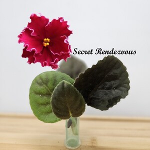 African Violet Variegated Cutting, Secret Rendezvous live unrooted cutting to propagate, free shipping with 7 cuttings, heat pack included