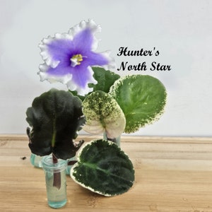 African Violet Cutting, Hunter's North Star live unrooted cutting to propagate, free shipping with 7 cuttings