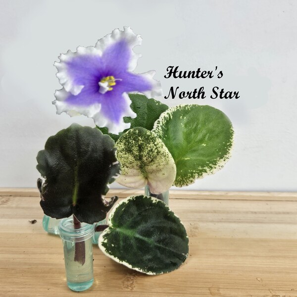 African Violet Cutting, Hunter's North Star live unrooted cutting to propagate, free shipping with 7 cuttings, heat pack included