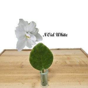 May include: A white flower and a green leaf in a small glass tube, labeled "NOid White." The flower has multiple petals and a yellow center. The leaf is heart-shaped and velvety. The items are on a light brown wooden surface.
