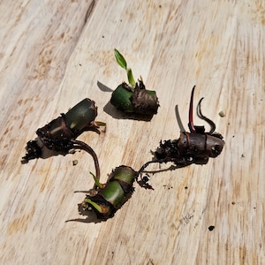 May include: Four small green plant sprouts with roots and stems on a light brown wooden surface.